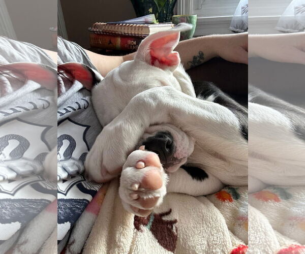 Medium Photo #6 American Pit Bull Terrier-Unknown Mix Puppy For Sale in Germantown, OH, USA