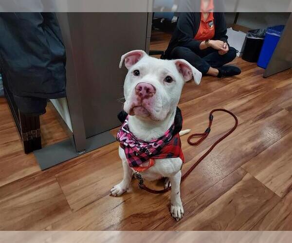 Medium Photo #3 Mutt Puppy For Sale in Elk Grove, CA, USA