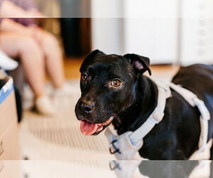 Labrador Retriever-Unknown Mix Dogs for adoption in St. Cloud, MN, USA