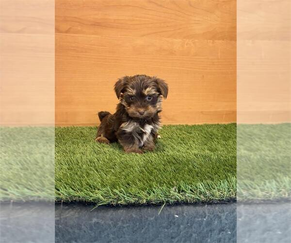 Medium Photo #2 Yorkshire Terrier Puppy For Sale in TUCSON, AZ, USA