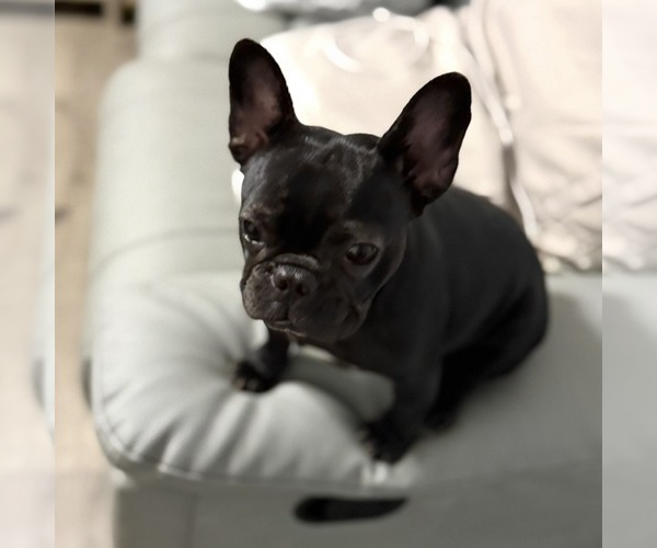 Medium Photo #1 French Bulldog Puppy For Sale in NAPLES, FL, USA