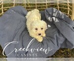 Puppy Coop Havachon