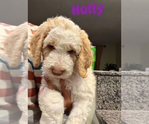 Goldendoodle mix (+ Poodle Standard) Puppy for sale in STEDMAN, NC, USA