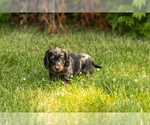 Small #2 Dachshund