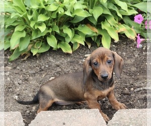 Dachshund Puppy for sale in FREDERICKSBURG, OH, USA