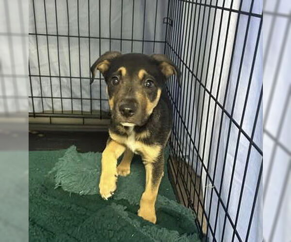 Medium Photo #4 Mutt Puppy For Sale in Rowlett, TX, USA