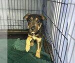 Small #3 Mutt