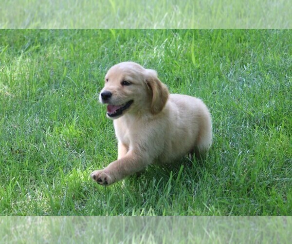 Medium Photo #11 Golden Irish Puppy For Sale in JONES, MI, USA