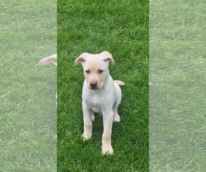 **FOZZIE** - Male Labrador Retriever-Unknown Mix Dog for Adoption - Photo #2