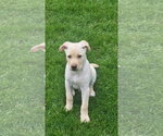Small Photo #2 Labrador Retriever-Unknown Mix Puppy For Sale in Genesee, WI, USA