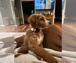 Bissy - Female Goldendoodle mix (+ Poodle Miniature) Puppy for Sale - Photo #3