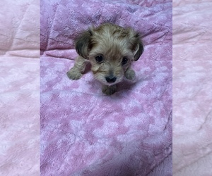 Maltipoo Puppy for sale in CROSSVILLE, TN, USA