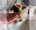 Small Photo #8 Mutt Puppy For Sale in Escondido, CA, USA
