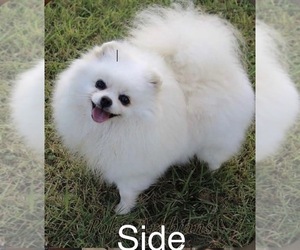 Pomeranian Puppy for sale in LOGANVILLE, GA, USA