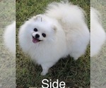 Pomeranians - Male Pomeranian Puppy for Sale - Small photo