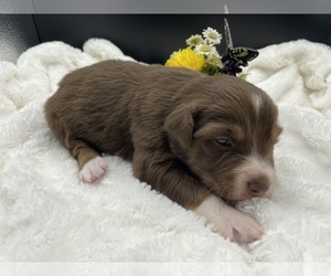 Australian Shepherd Puppy for sale in TAYLOR, TX, USA