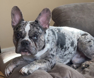 French Bulldog Puppy for sale in LOVES PARK, IL, USA