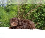 Small #7 ShihPoo