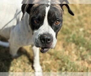 Mutt Dogs for adoption in Tulsa, OK, USA