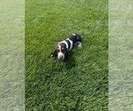 Small #11 Basset Hound
