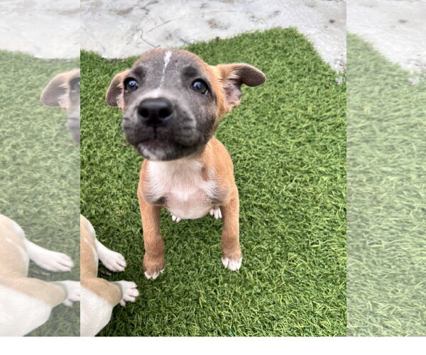 Medium Photo #2 Mutt Puppy For Sale in Tracy City, TN, USA