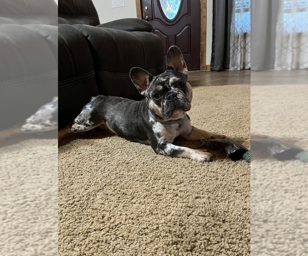 Medium Photo #1 French Bulldog Puppy For Sale in CAMERON, OK, USA