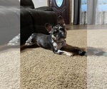 Small Photo #1 French Bulldog Puppy For Sale in CAMERON, OK, USA