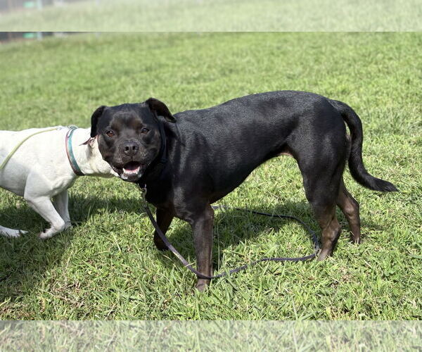 Medium Photo #5 Mutt Puppy For Sale in Virginia Beach, VA, USA