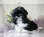 Puppy Connor Shih Tzu