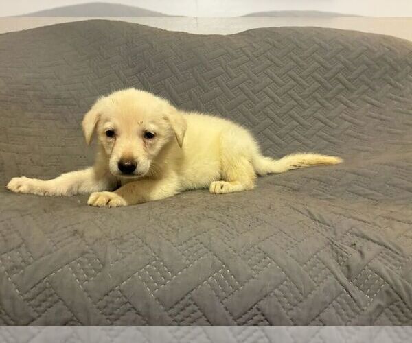 Medium Photo #7 German Shepherd Dog Puppy For Sale in LOGAN, OH, USA