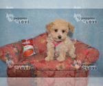 Small Photo #17 Maltipoo Puppy For Sale in SANGER, TX, USA