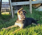 Small Photo #2 German Shepherd Dog Puppy For Sale in MANHEIM, PA, USA