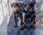 Small Photo #17 Doberman Pinscher Puppy For Sale in STKN, CA, USA