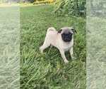 Small #2 Pug
