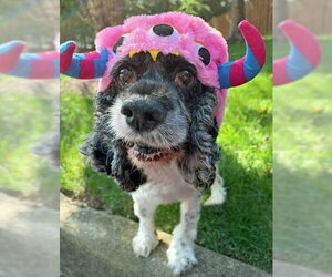 Angel - Female Cocker Spaniel Dog for Adoption - Photo #4