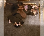 Small Photo #6 Yoranian-Yorkshire Terrier Mix Puppy For Sale in HUDDLESTON, VA, USA