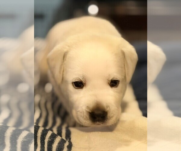 Medium Photo #7 Labrador Retriever Puppy For Sale in HAMPSTEAD, NC, USA