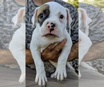 Small Photo #26 American Bulldog Puppy For Sale in MILLS RIVER, NC, USA