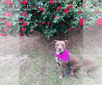 Small #2 American Pit Bull Terrier-Chocolate Labrador retriever Mix