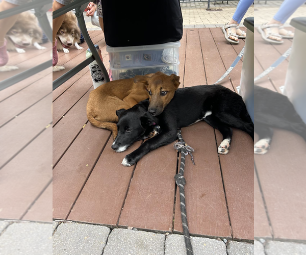 Medium Photo #4 Mutt Puppy For Sale in Rockville, MD, USA