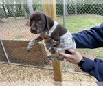 Small Photo #3 German Shorthaired Pointer Puppy For Sale in CUMMING, GA, USA