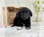 Small #1 Golden Shepherd