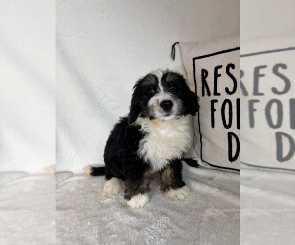 Medium Photo #2 Bernedoodle Puppy For Sale in GREENFIELD, IN, USA