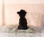 Small Photo #14 YorkiePoo Puppy For Sale in NAPPANEE, IN, USA