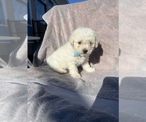 Bichon Frise Puppy for sale in RANDOLPH, MA, USA