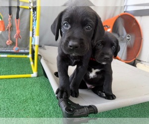 Labrador Retriever Puppy for sale in LEESBURG, FL, USA