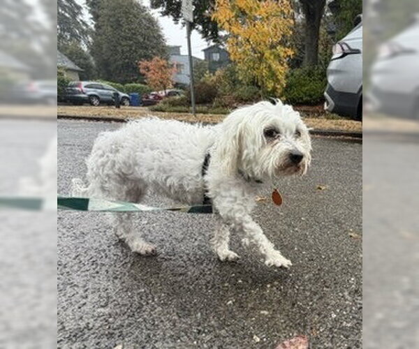 Medium Photo #5 Maltipoo (Miniature) Puppy For Sale in Bellevue, WA, USA
