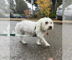 Small Photo #5 Maltipoo (Miniature) Puppy For Sale in Bellevue, WA, USA