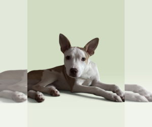 Mutt Dogs for adoption in Rockville, MD, USA
