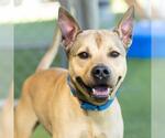 Small American Pit Bull Terrier